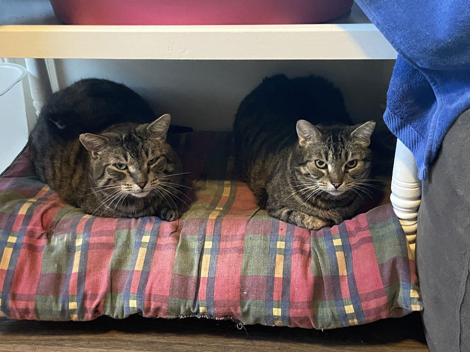 Frankie Sponsored by Adrian, a Adoptable Domestic Short Hair in Markham, ON image 2/6