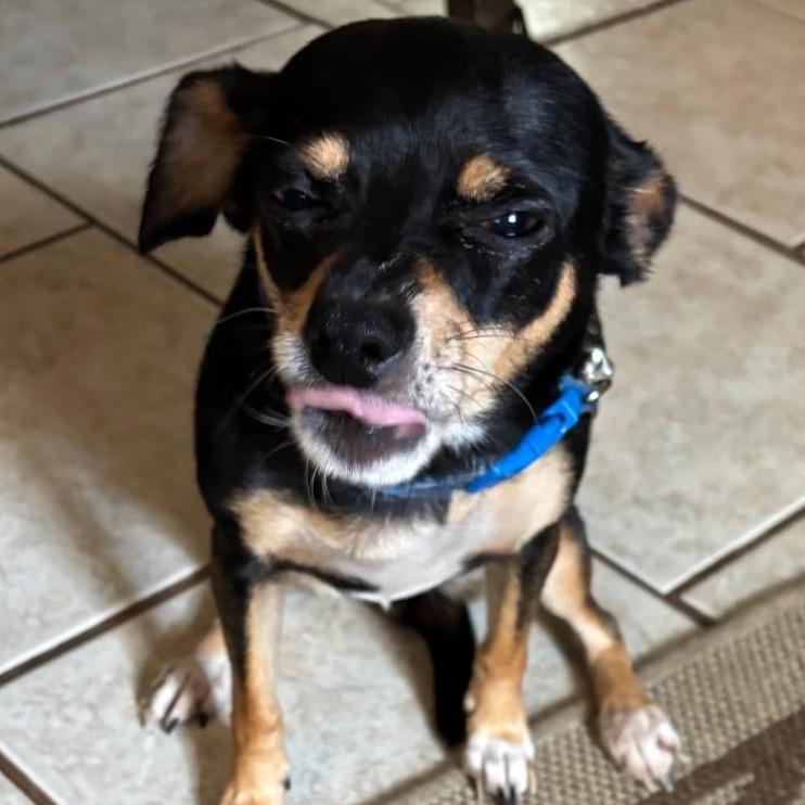 Queen Luna - Courtesy Post, Adoptable, Adult Female Chihuahua.
