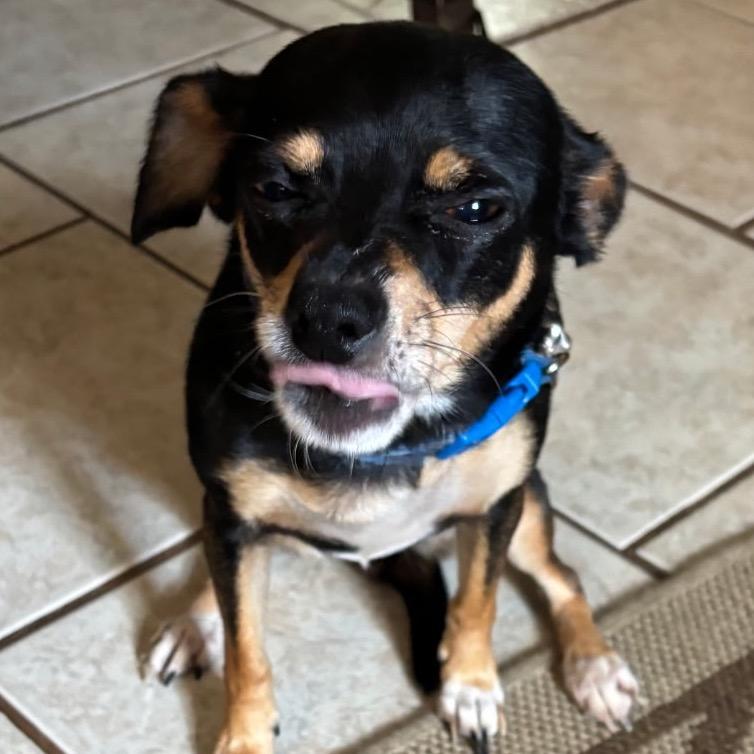 Queen Luna, Adoptable, Adult Female Chihuahua.