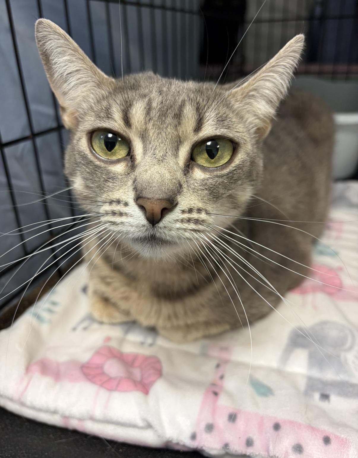 Brie, a Adoptable Domestic Short Hair in Cortland, NY image 1/4