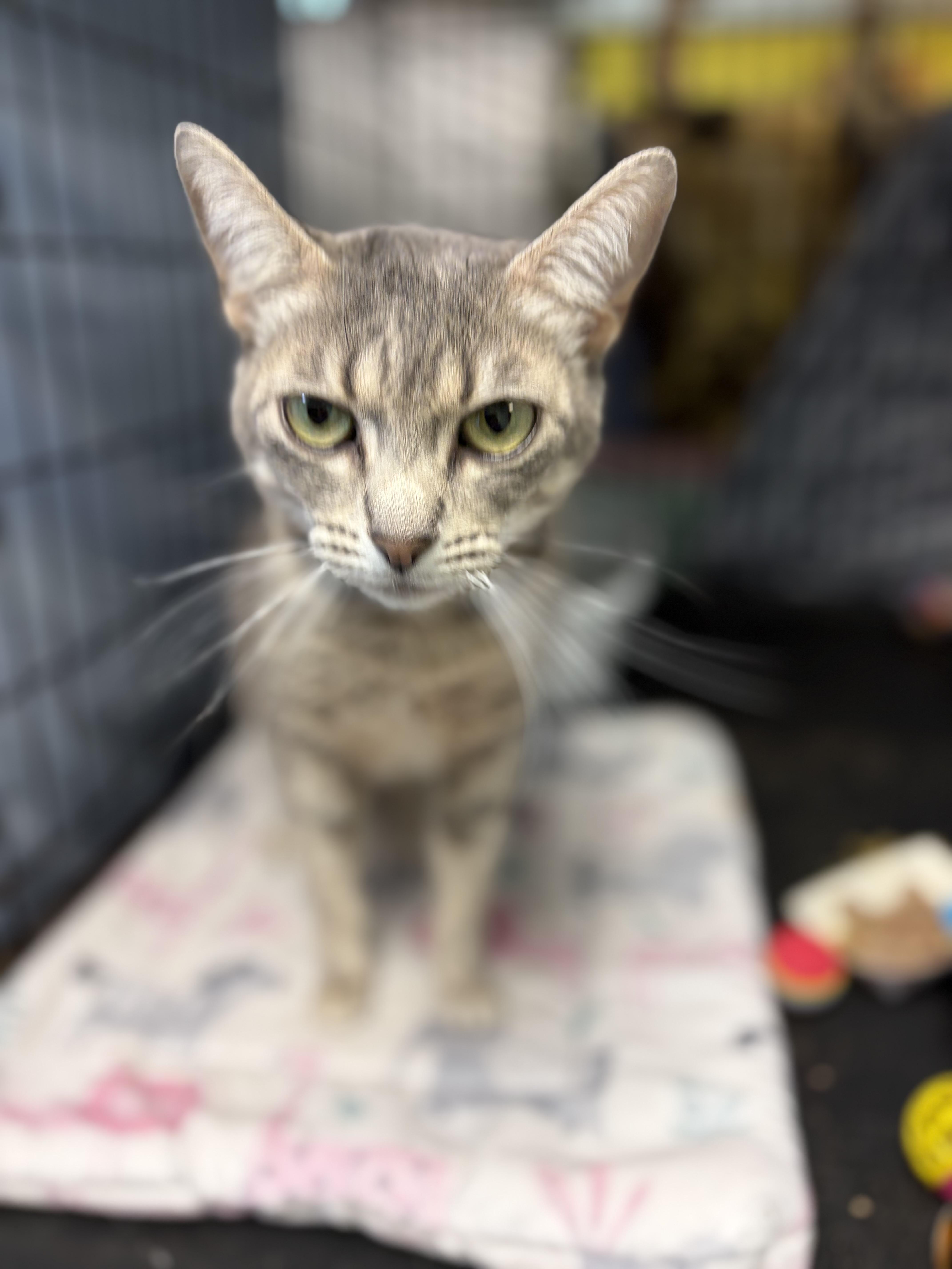 Brie, a Adoptable Domestic Short Hair in Cortland, NY image 3/4