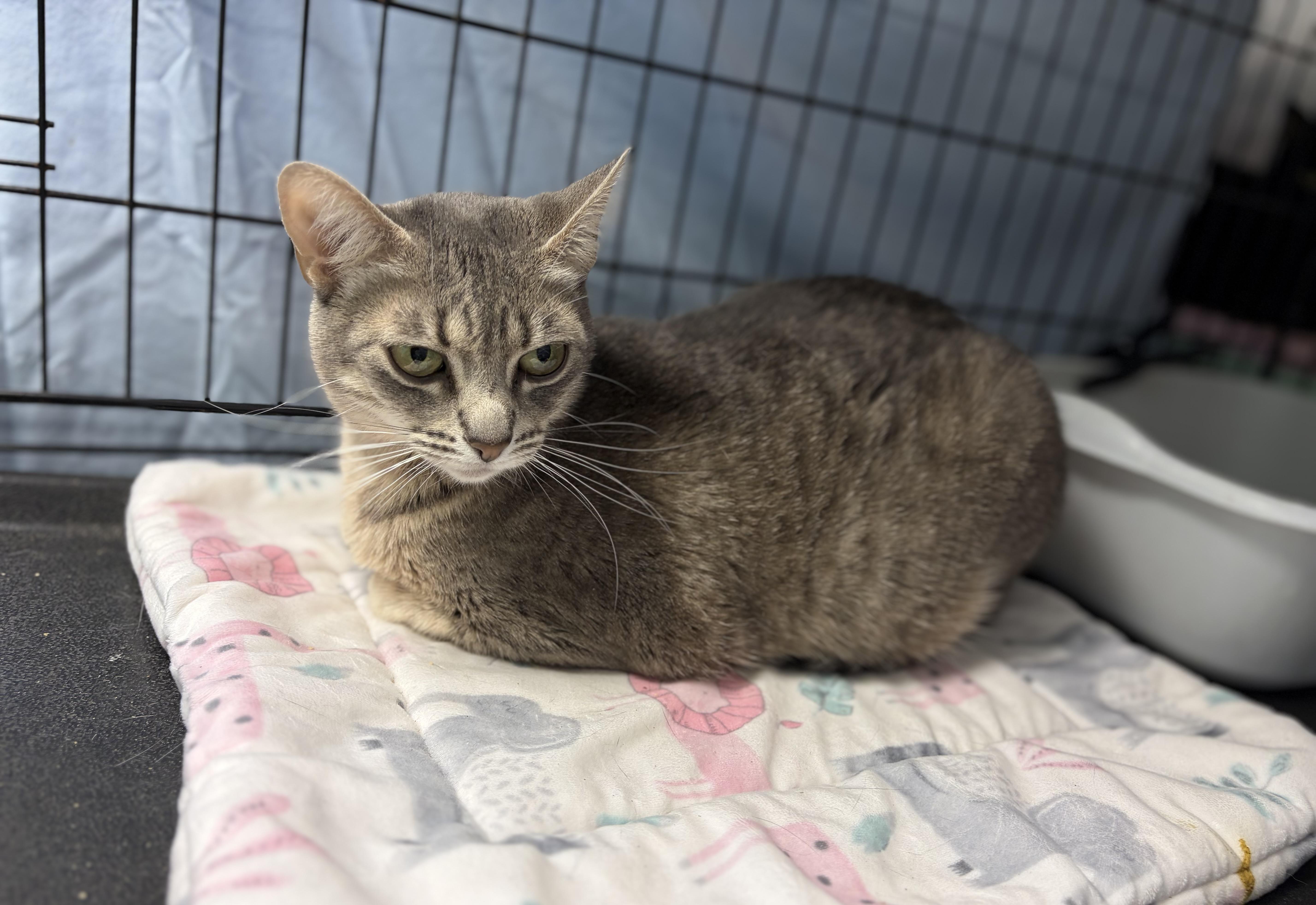 Brie, a Adoptable Domestic Short Hair in Cortland, NY image 4/4