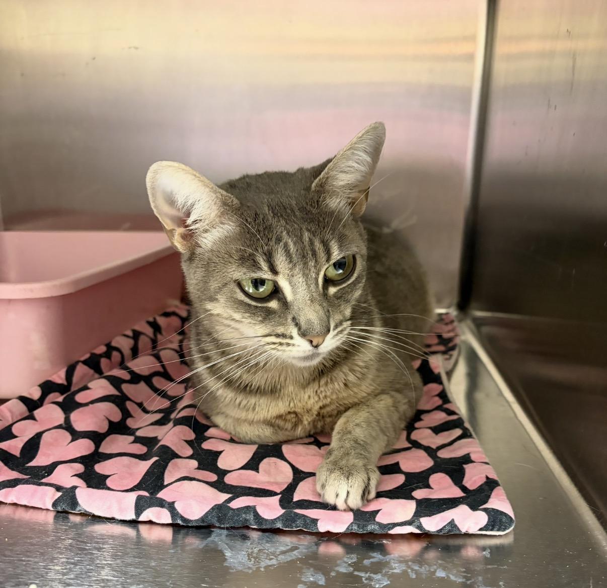 Brie, a Adoptable Domestic Short Hair in DeWitt, NY image 1/5