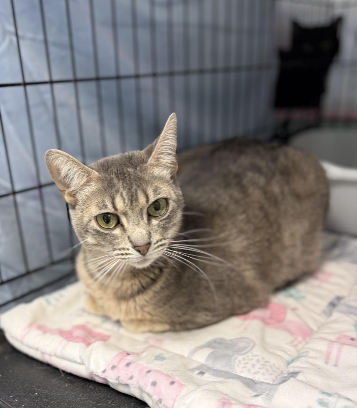 Brie, a Adoptable Domestic Short Hair in Cortland, NY image 2/4