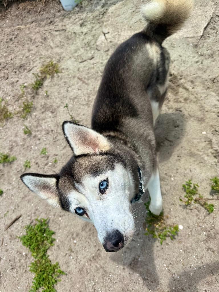 Cleo ( Cell Dog), a Adoptable Husky in Labelle, FL image 1/6