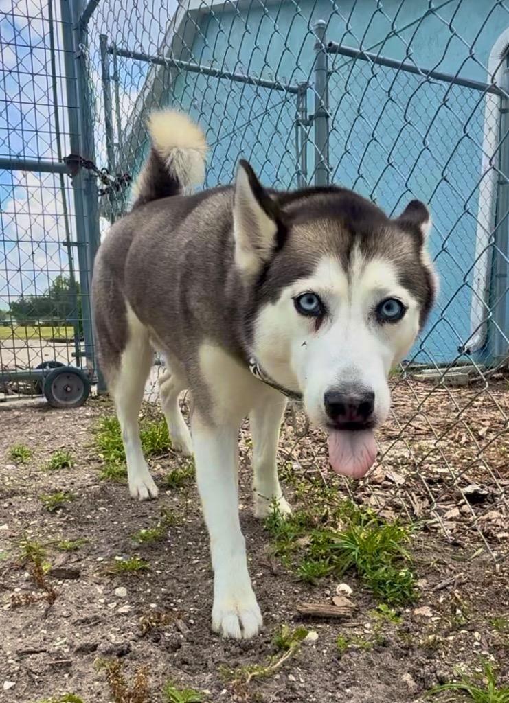 Cleo ( Cell Dog), a Adoptable Husky in Labelle, FL image 2/6
