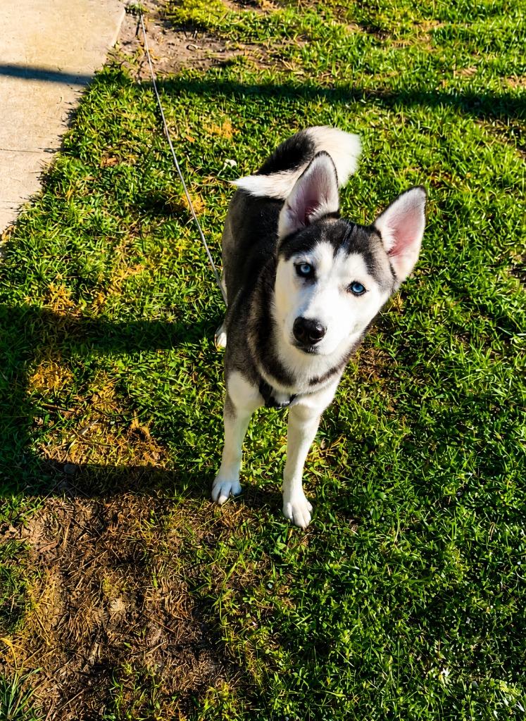 Cleo ( Cell Dog), a Adoptable Husky in Labelle, FL image 3/6
