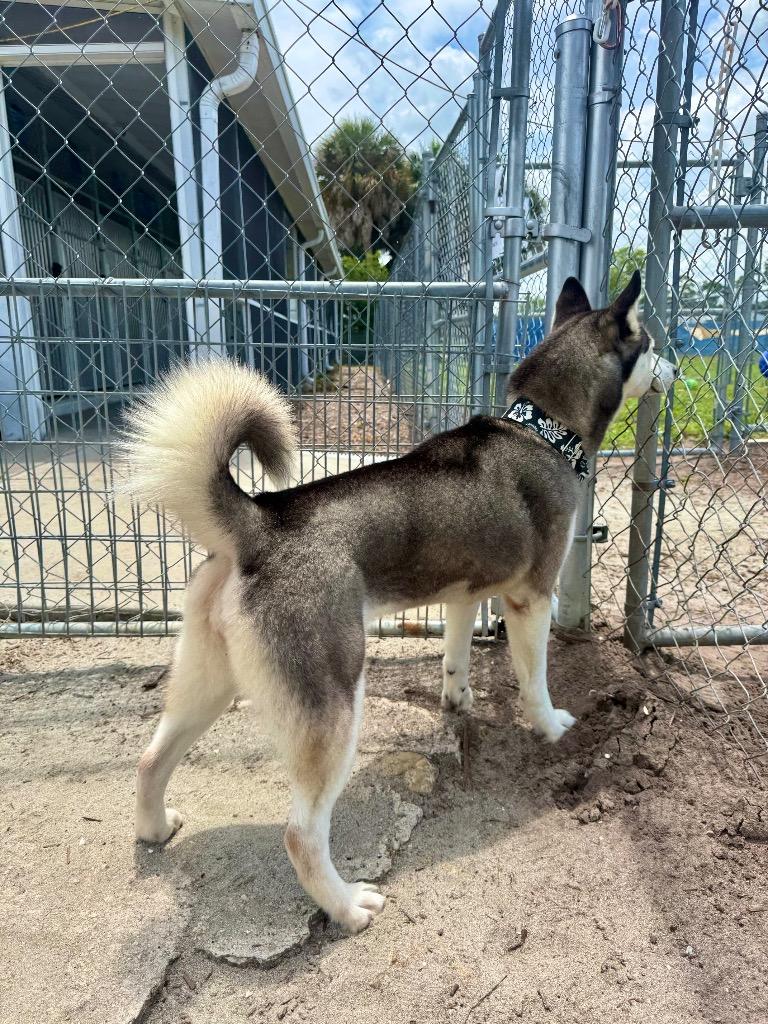 Cleo ( Cell Dog), a Adoptable Husky in Labelle, FL image 4/6