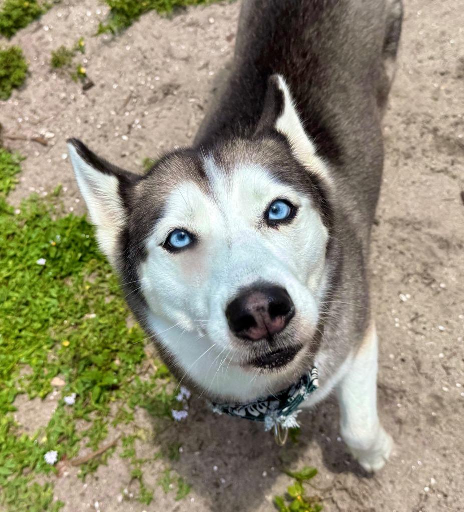 Cleo ( Cell Dog), a Adoptable Husky in Labelle, FL image 5/6