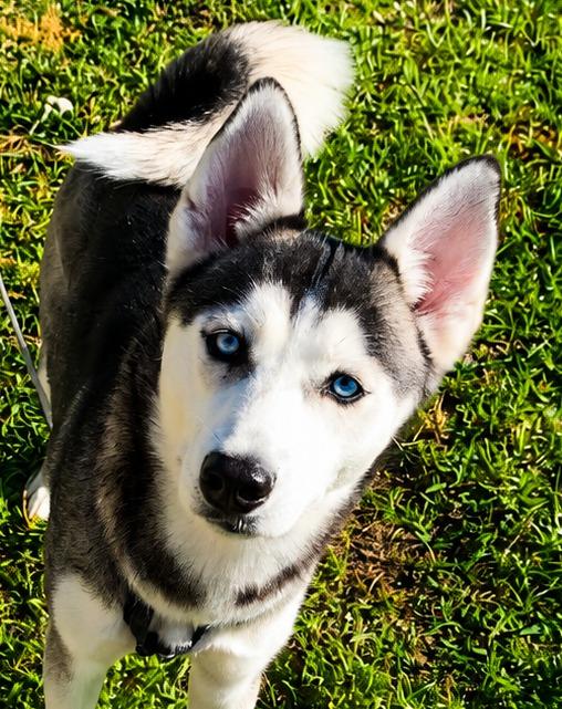 Cleo ( Cell Dog), a Adoptable Husky in Labelle, FL image 6/6