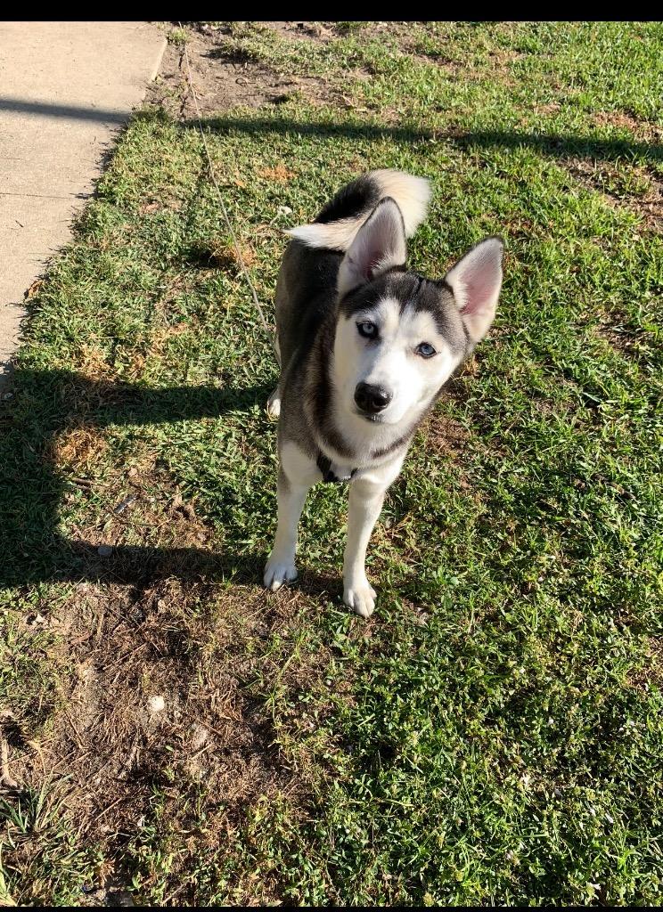Enlarge Cleo, a Adoptable Husky in Labelle, FL image 1/1