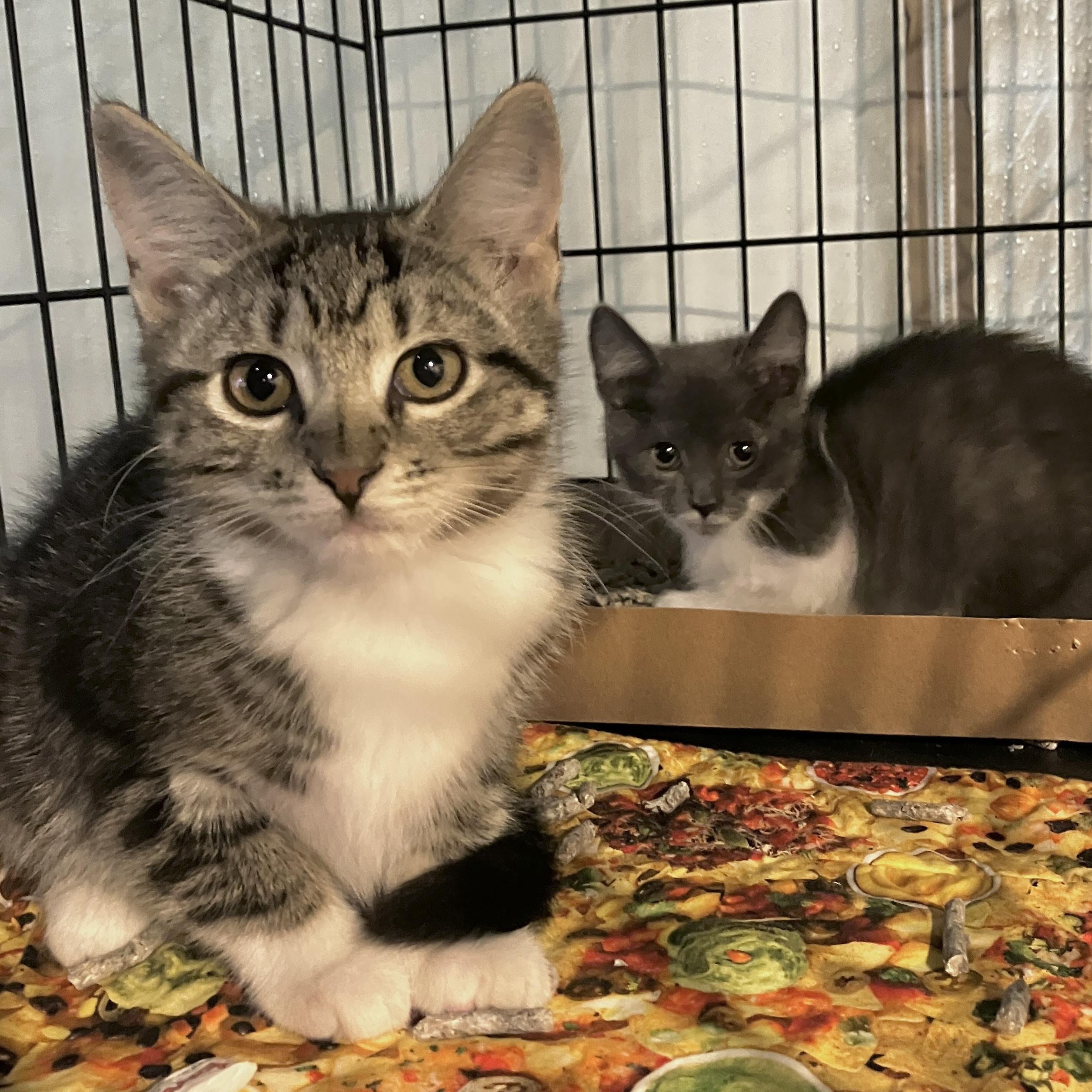 Farley, Adopted, Kitten Male Domestic Short Hair.