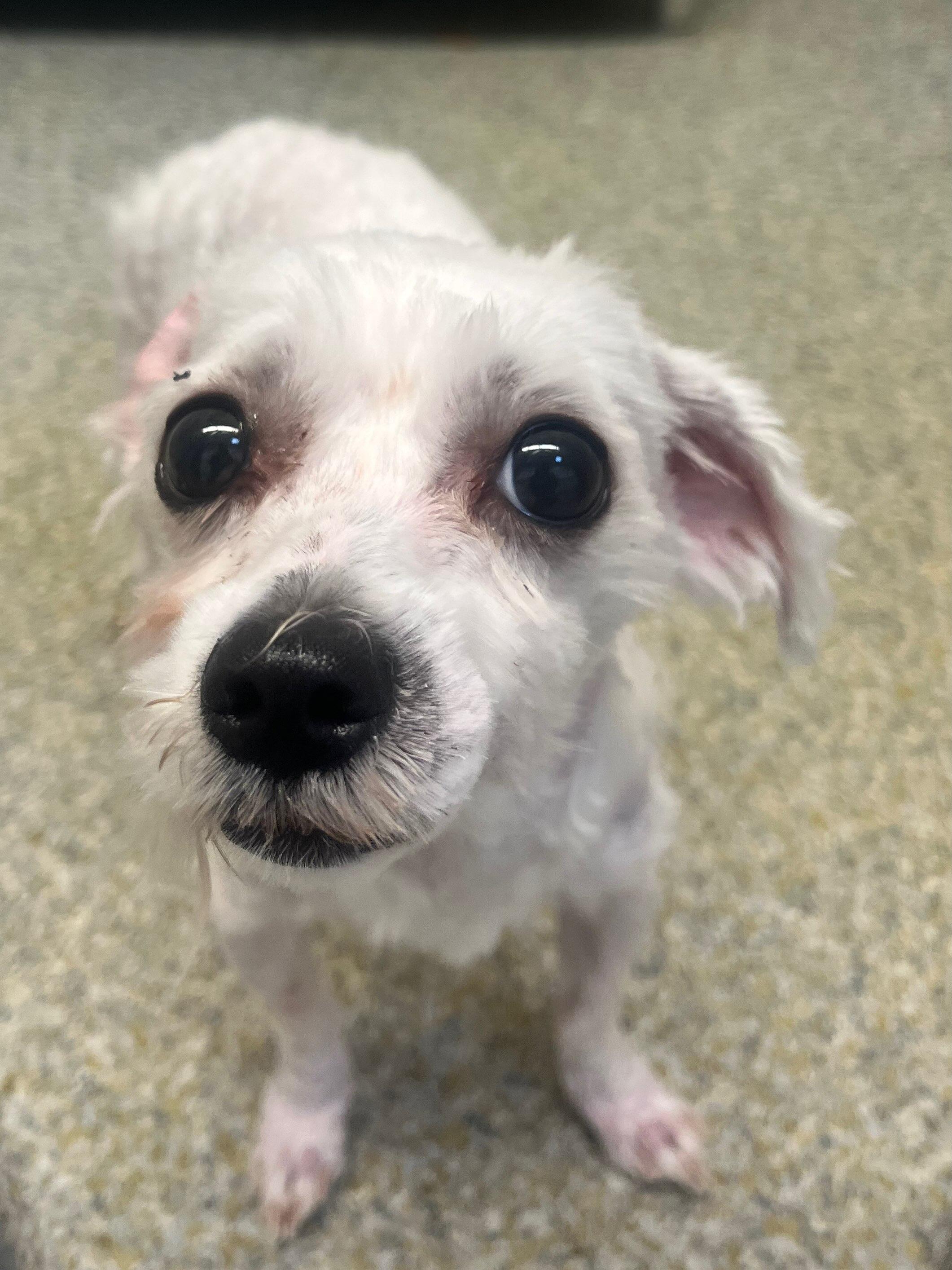 Marshmallow (ID 52267), adopted, Adult Male Miniature Poodle.
