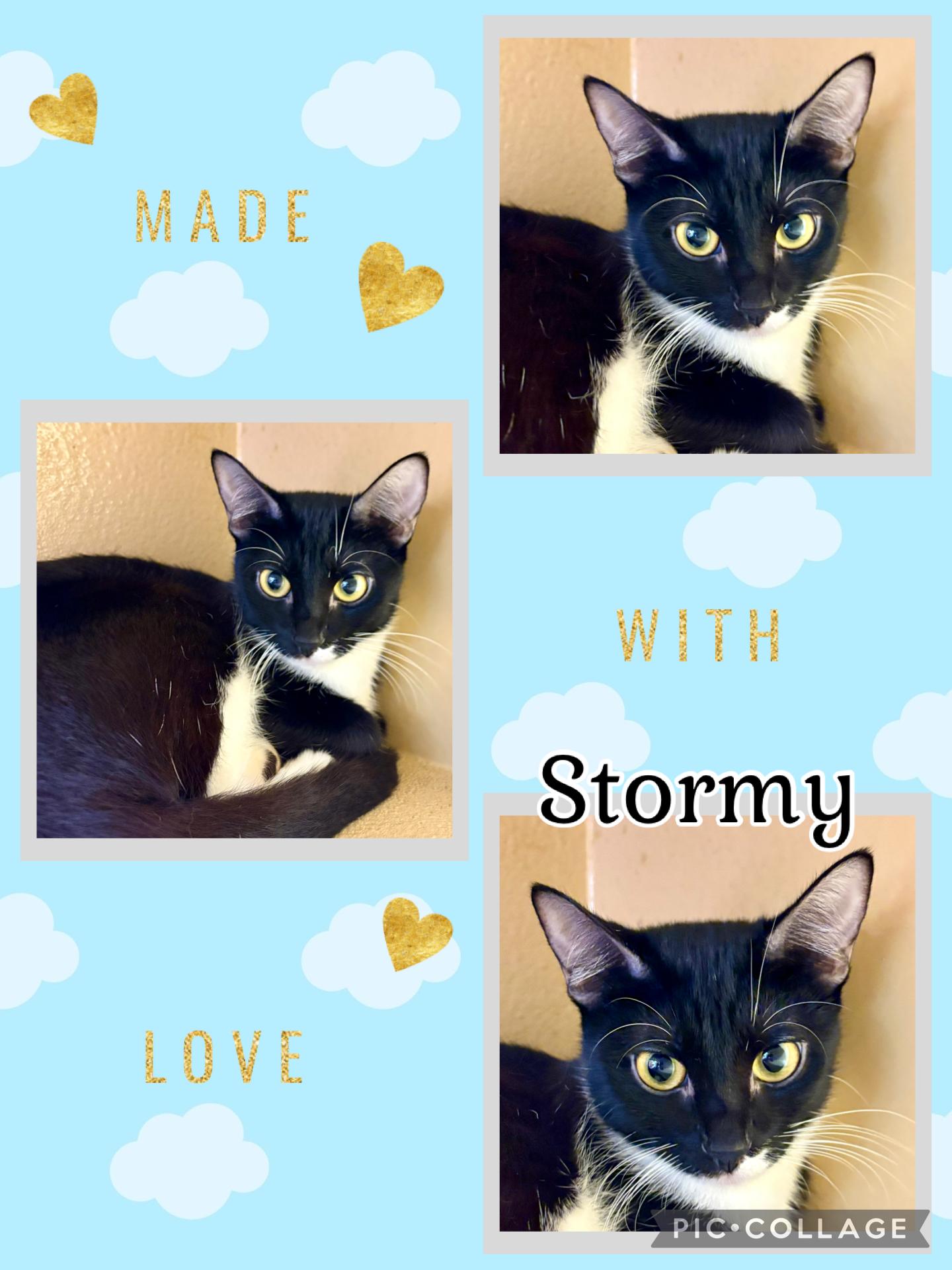 Enlarge STORMY, a ADOPTABLE Tuxedo in Lawton, OK image 1/1