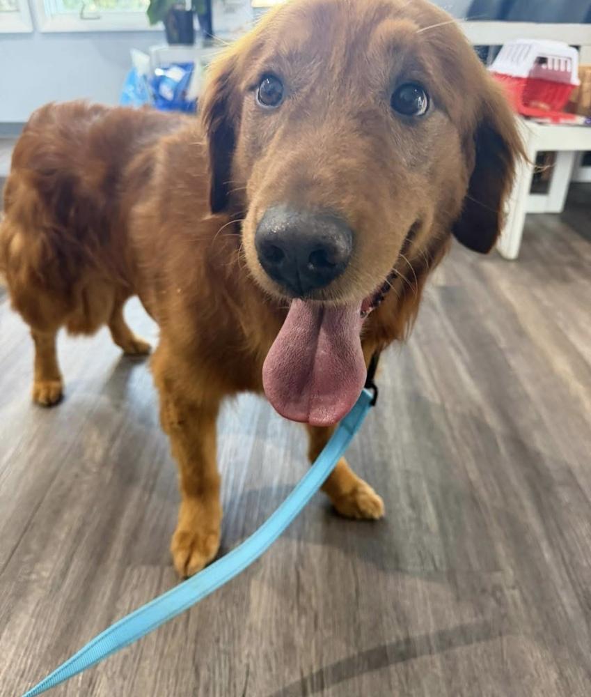 Enlarge Marley, a Adoptable Golden Retriever in Cheektowaga, NY image 1/1