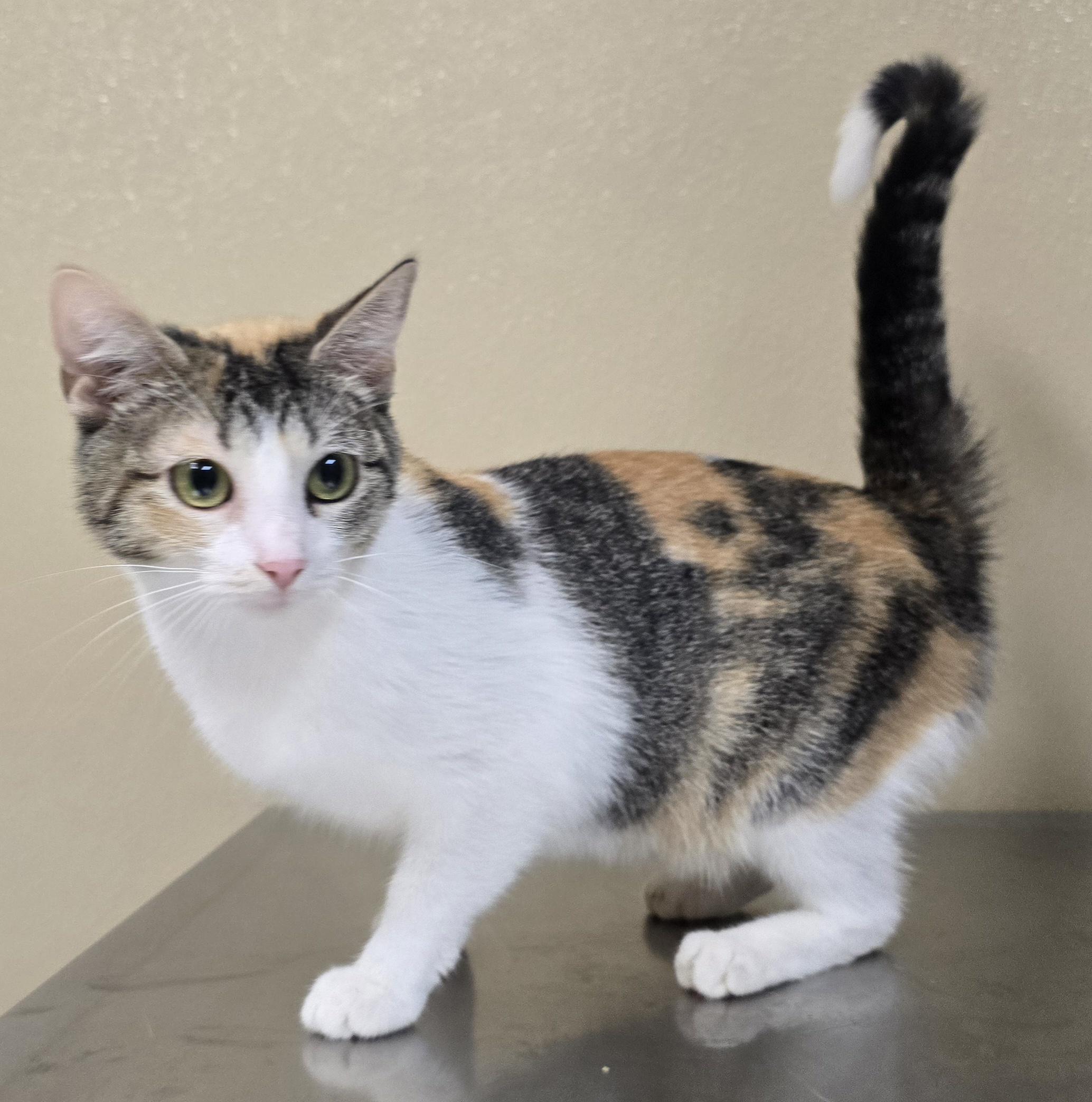 Enlarge Flourence, an adoptable mixed breed in Brainerd, MN image 1/1