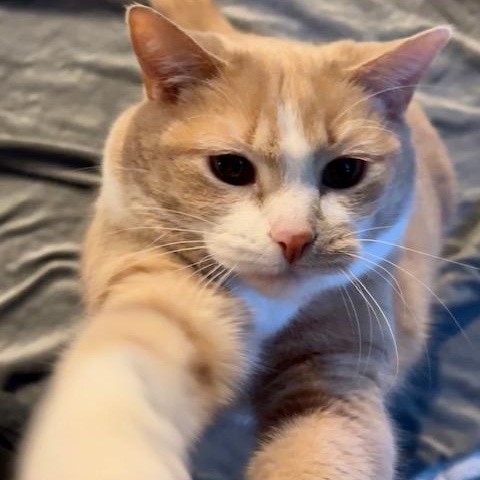 Peaches - Bonded w/Squeaky