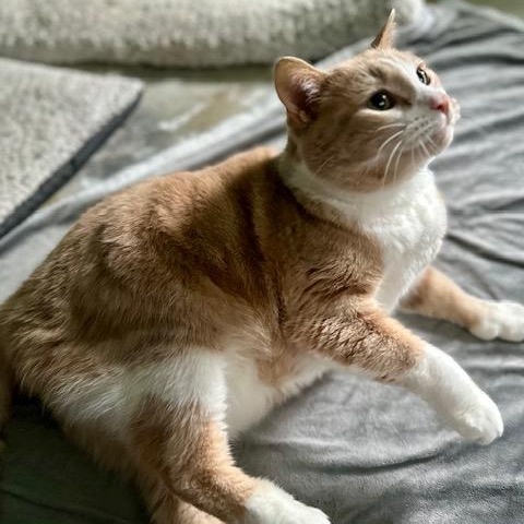 Peaches - Bonded w/Squeaky