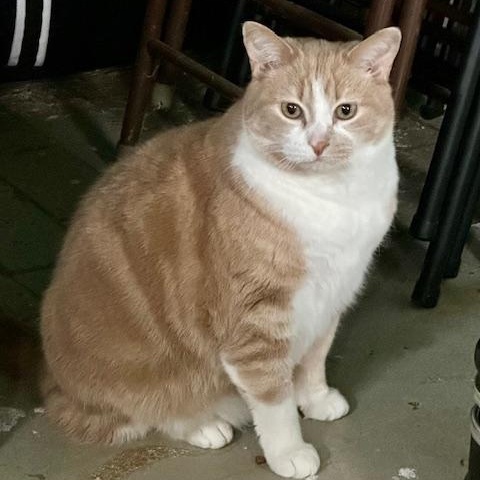 Peaches - Bonded w/Squeaky