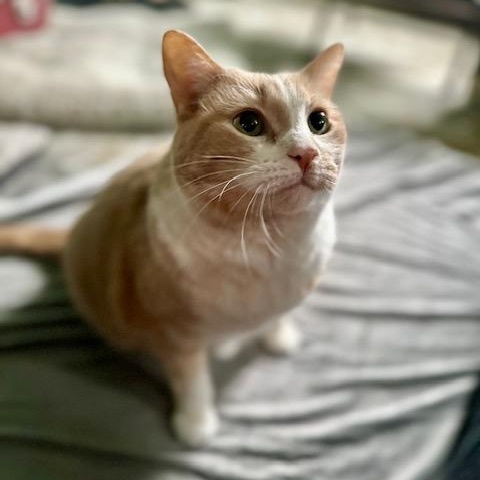 Peaches - Bonded w/Squeaky