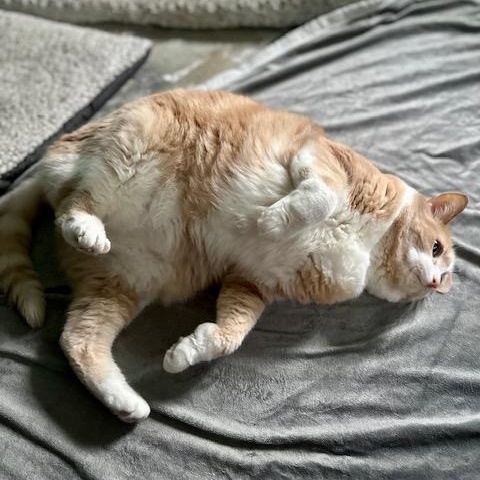 Peaches - Bonded w/Squeaky