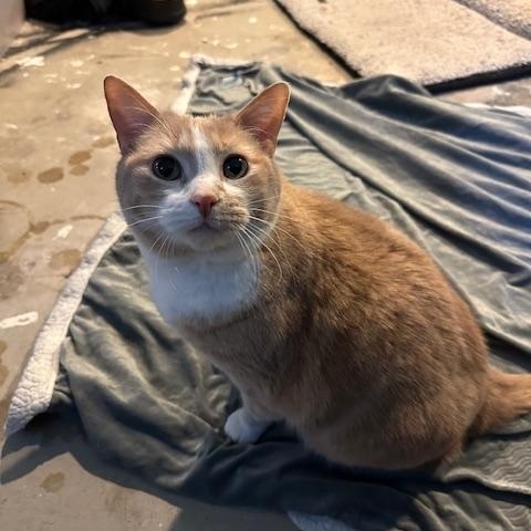 Peaches - Bonded w/Squeaky