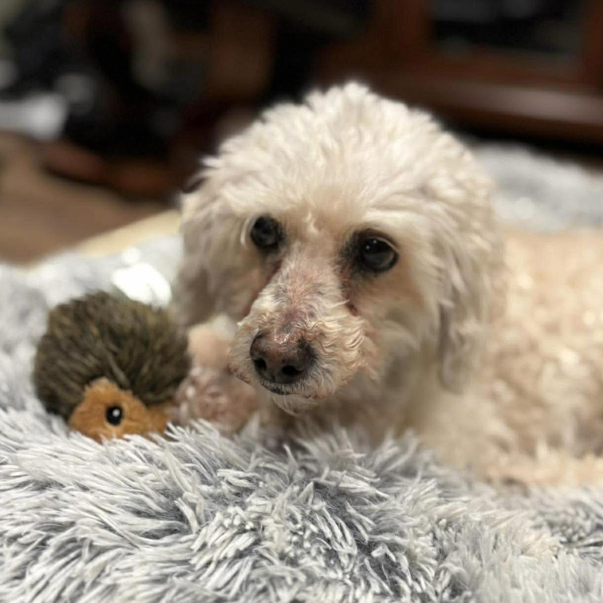 Enlarge Ernie, a ADOPTABLE mixed breed in London, ON image 1/6