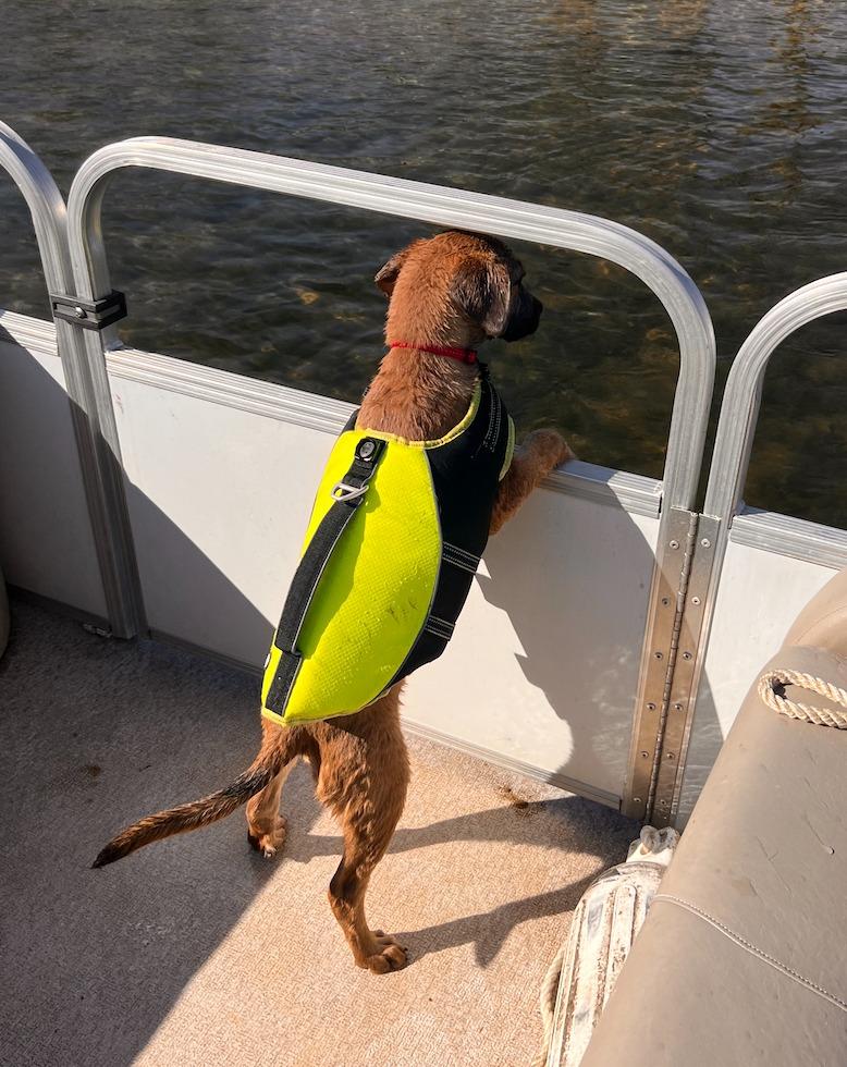 Noelle, Adopted, Puppy Female Coonhound & Mixed Breed.