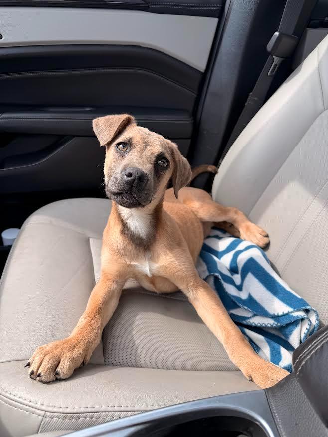 Enlarge Noelle, a Adopted mixed breed in Crossville, TN image 3/6