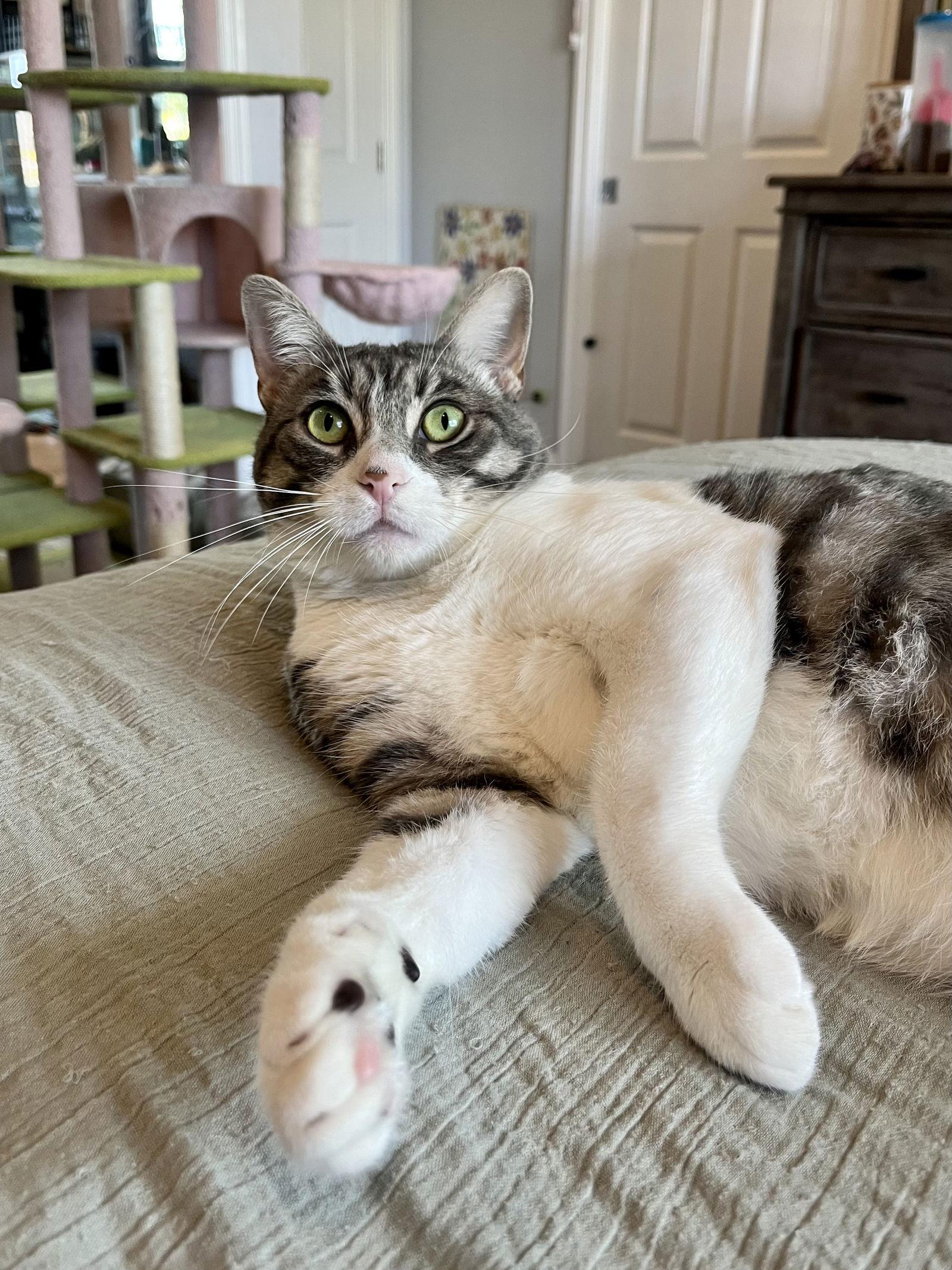 Heather, Adoptable, Adult Female Domestic Short Hair.