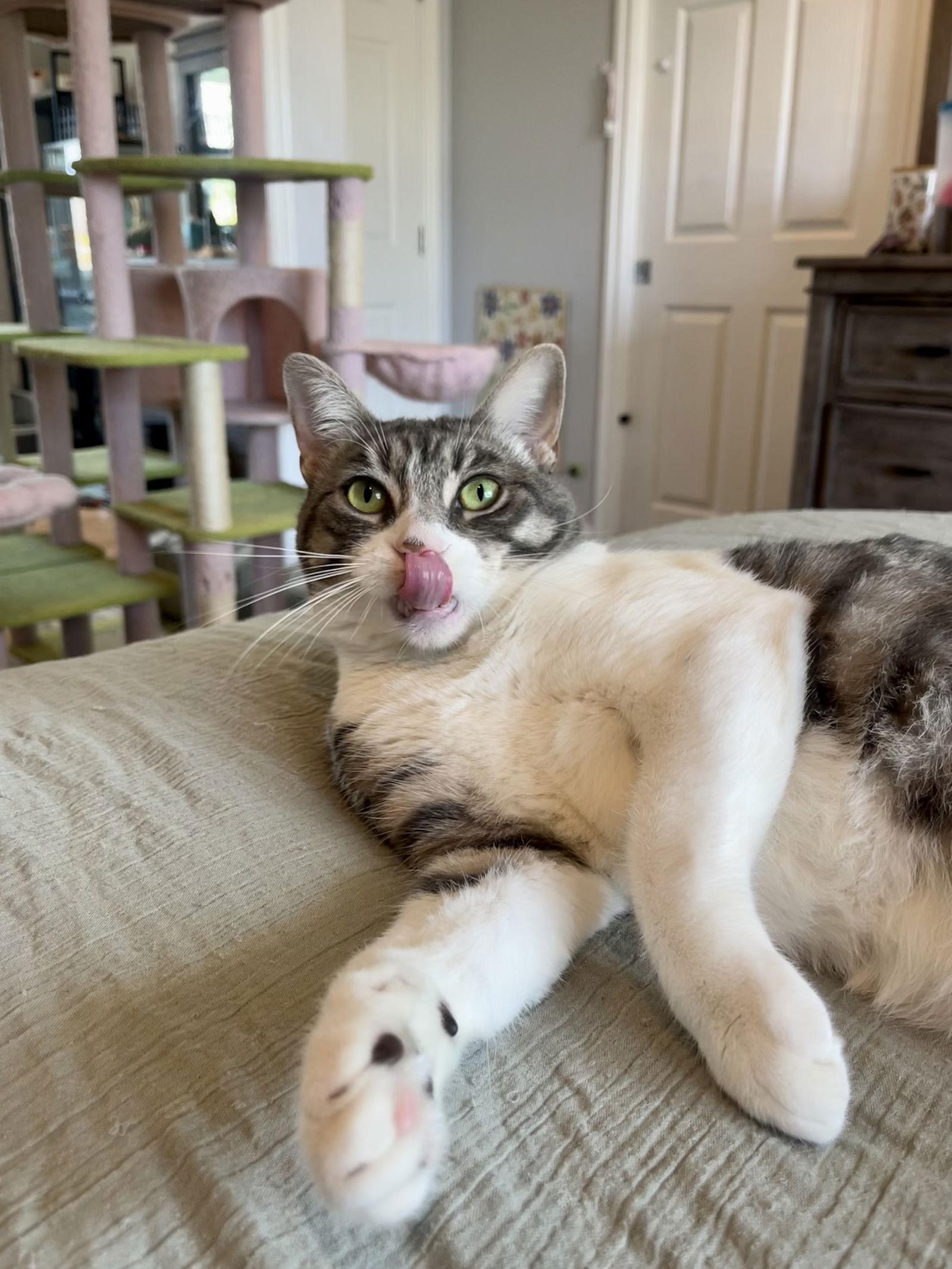 Enlarge Heather, a Adoptable Domestic Short Hair in Long Beach, CA image 3/3