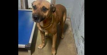 Enlarge Lady, a Adoptable mixed breed in Owenton, KY image 1/1