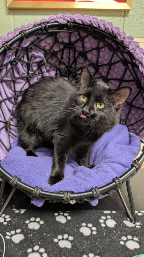 Scarlet, Adoptable, Young Female Domestic Medium Hair.