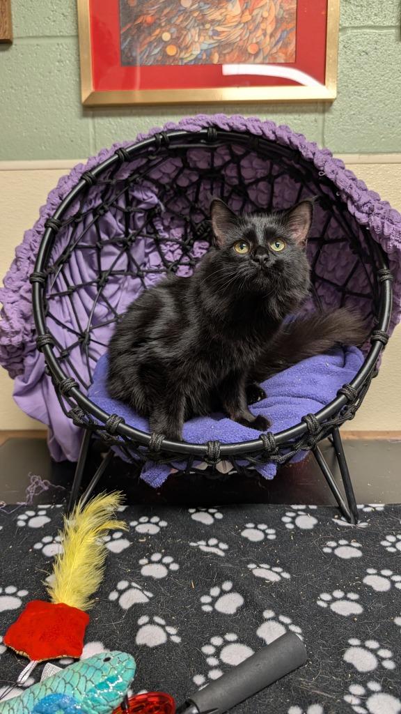 Enlarge Scarlet, a Adoptable mixed breed in Ellijay, GA image 2/3