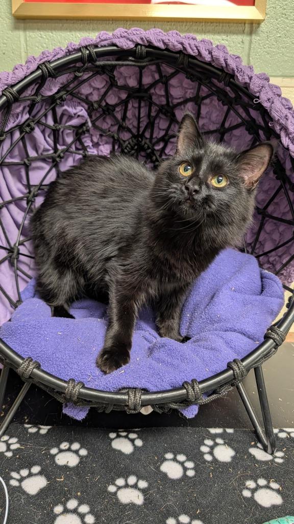 Enlarge Scarlet, a Adoptable mixed breed in Ellijay, GA image 3/3