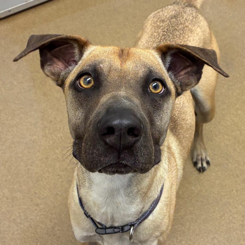 Theo, a Adoptable mixed breed in Corpus Christi, TX image 1/6