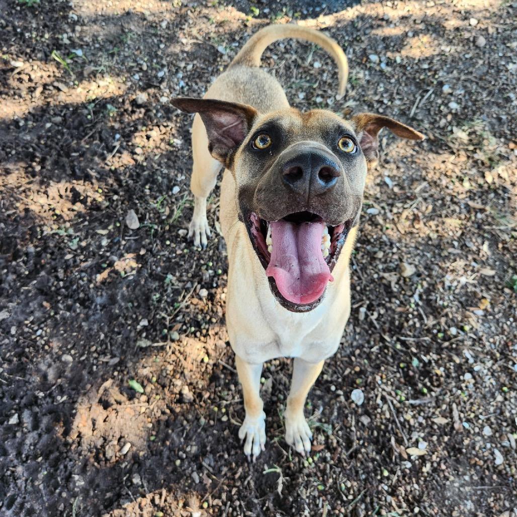 Theo, a Adoptable mixed breed in Corpus Christi, TX image 2/6