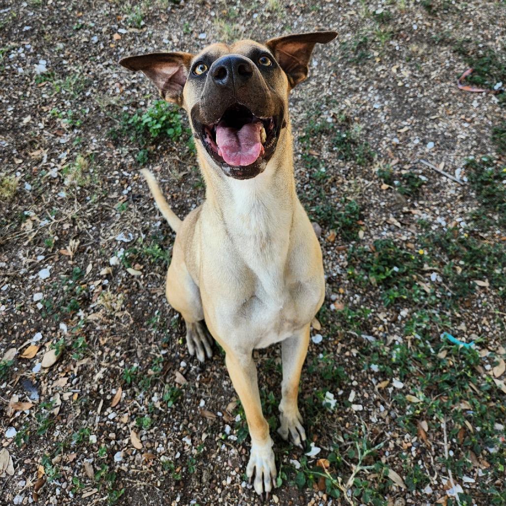Theo, a Adoptable mixed breed in Corpus Christi, TX image 3/6