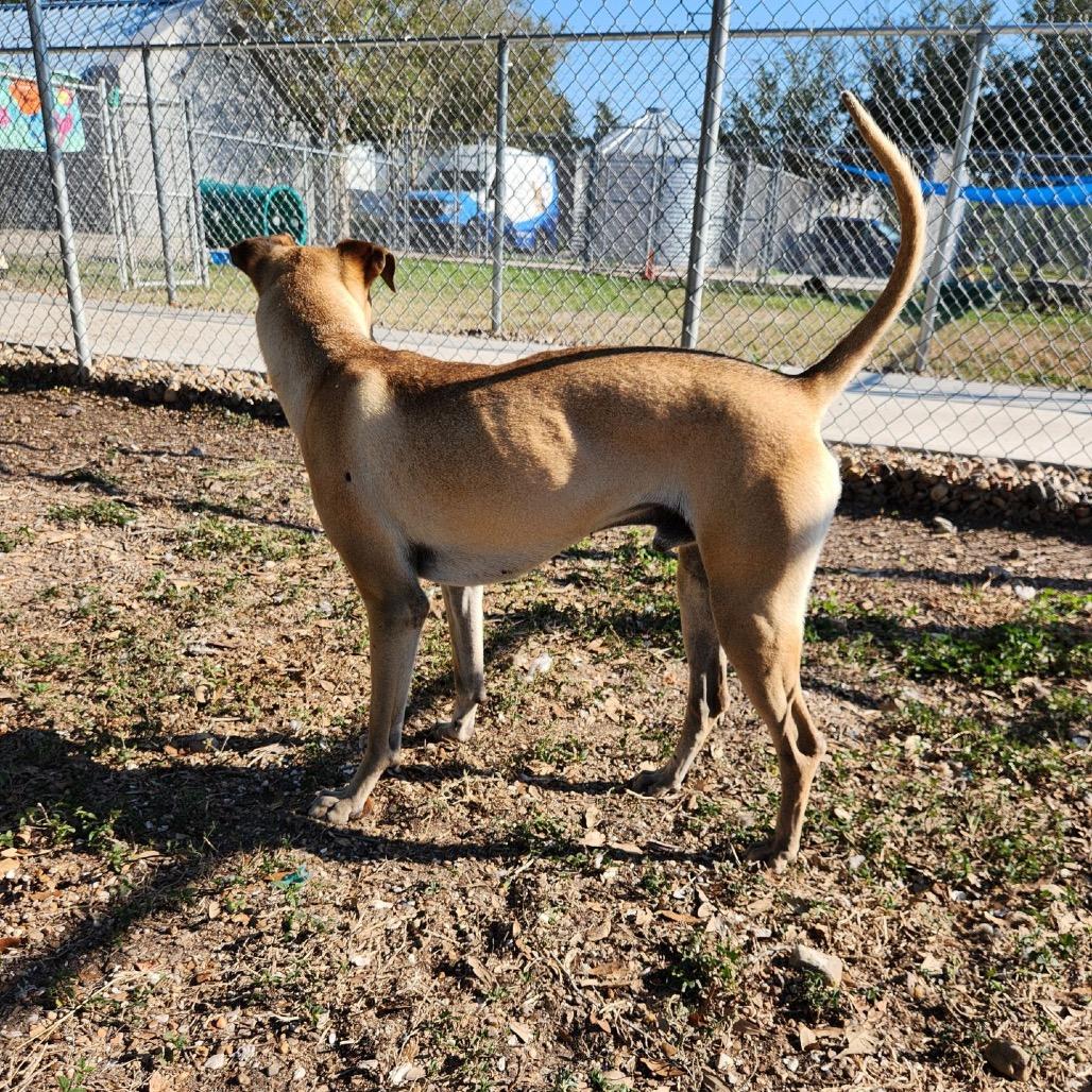 Theo, a Adoptable mixed breed in Corpus Christi, TX image 4/6