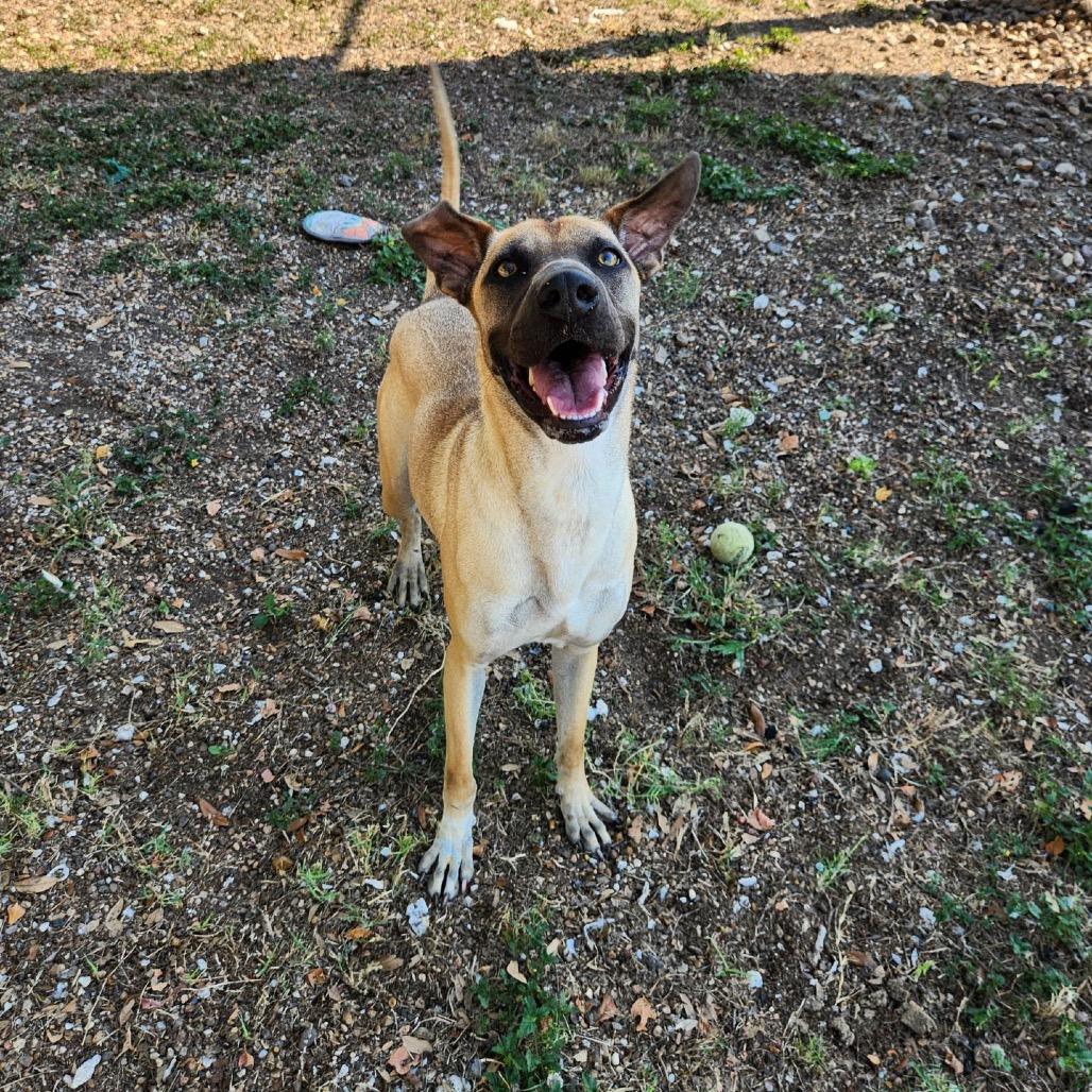 Theo, a Adoptable mixed breed in Corpus Christi, TX image 5/6