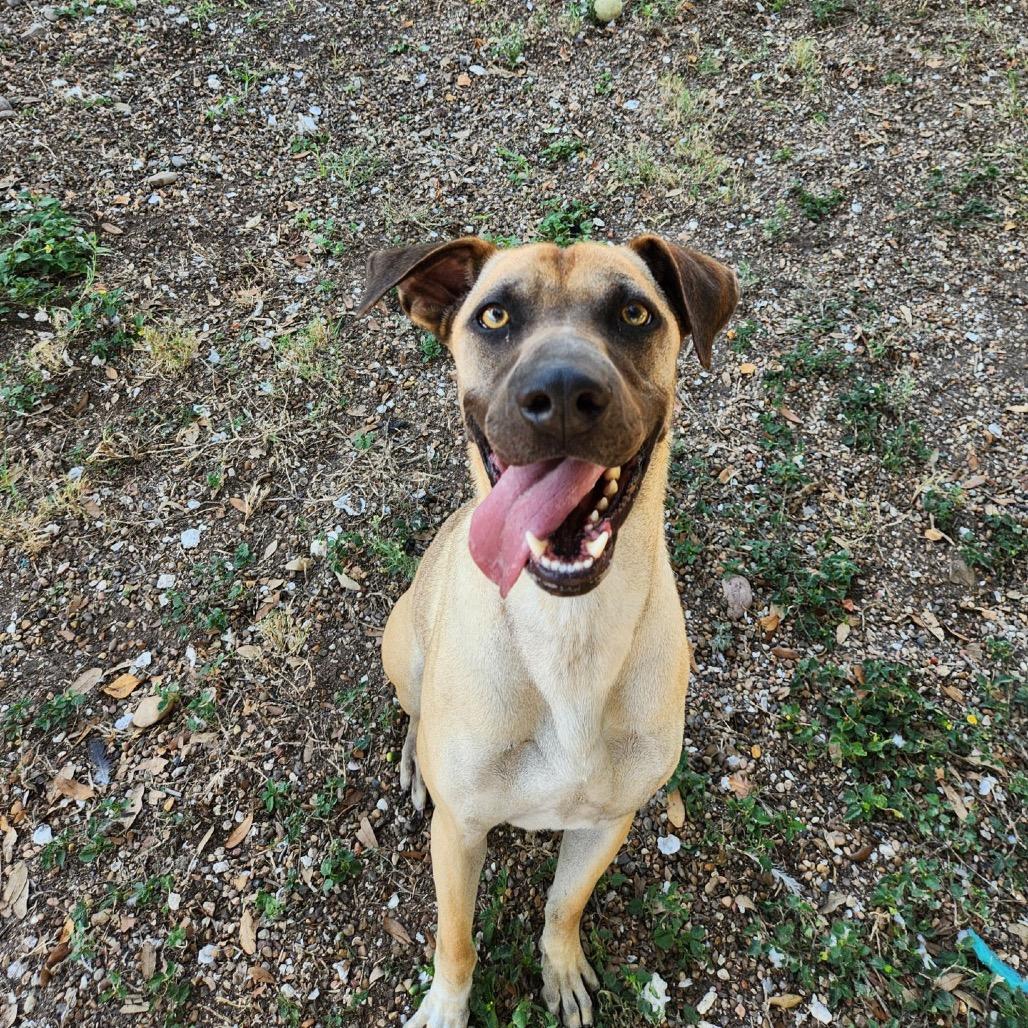 Theo, a Adoptable mixed breed in Corpus Christi, TX image 6/6
