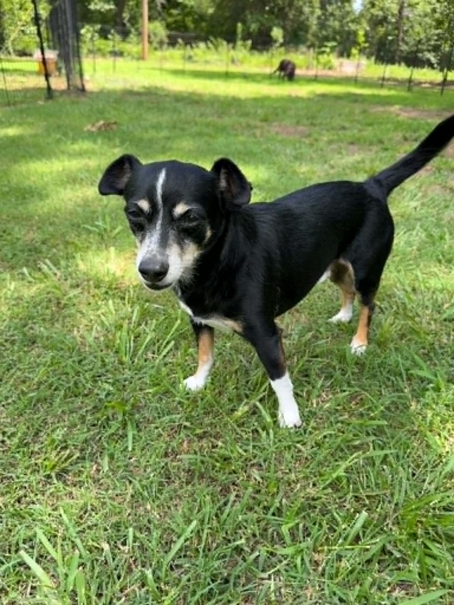 Enlarge Chase, a Adoptable mixed breed in Mcloud, OK image 3/3