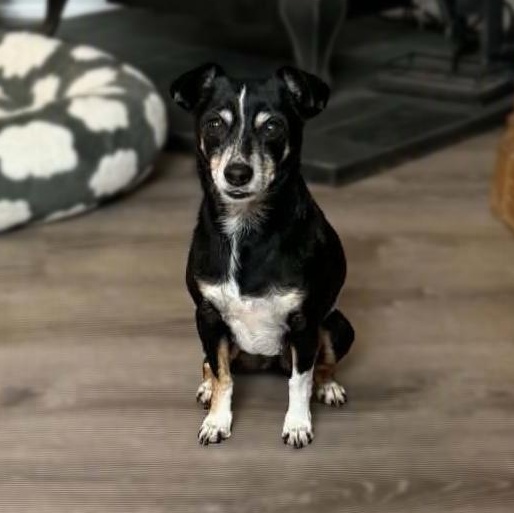 Enlarge Chase, a Adoptable mixed breed in Mcloud, OK image 2/3