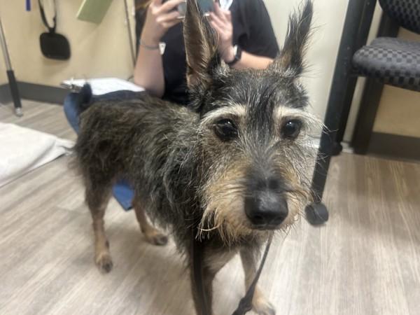 Enlarge Mrs Hyde, a Adoptable mixed breed in Oceanside, CA image 1/1