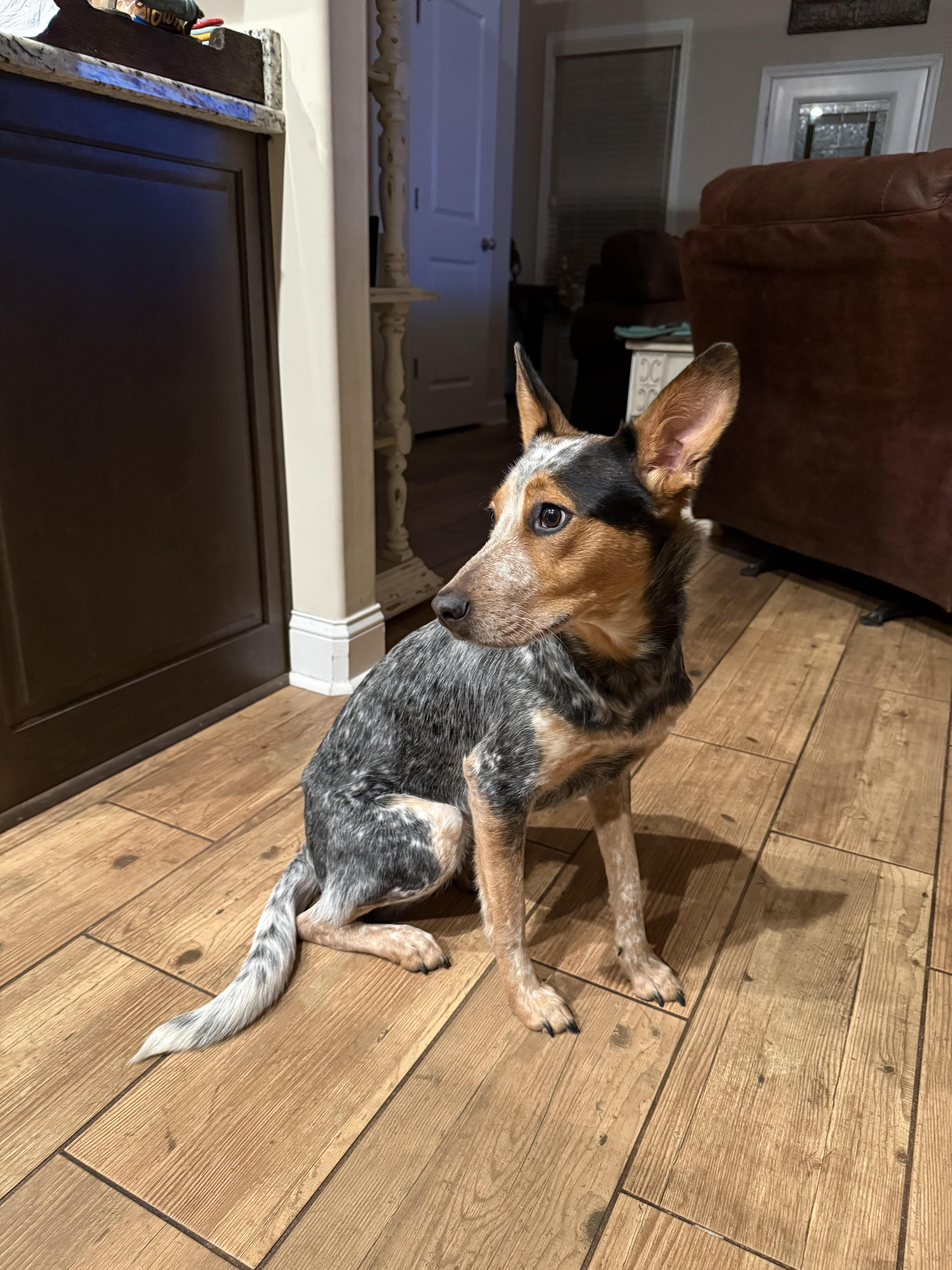 Oakley, Adoptable, Young Female Australian Cattle Dog / Blue Heeler.