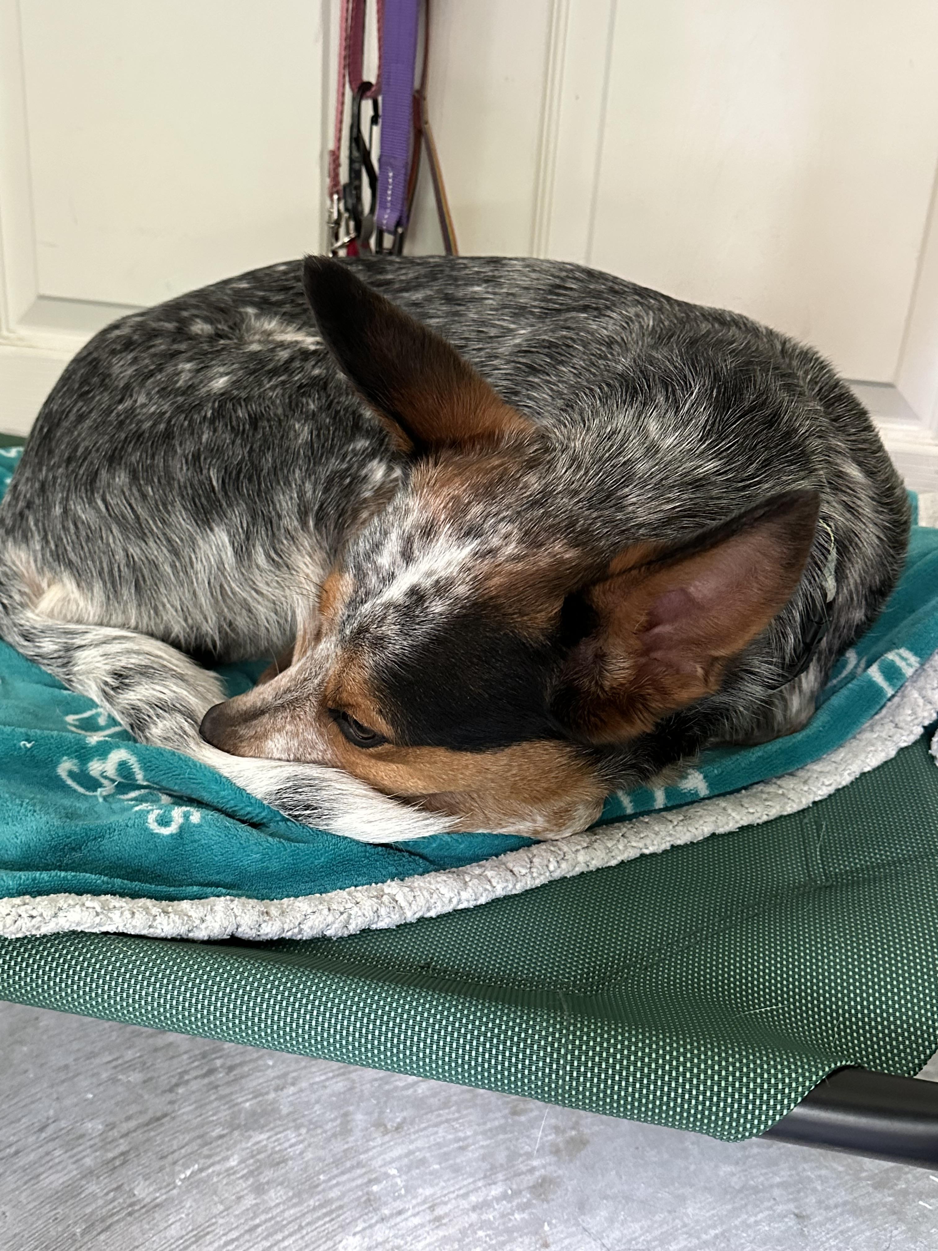 Enlarge Oakley, a Adoptable mixed breed in Bradenton, FL image 2/6