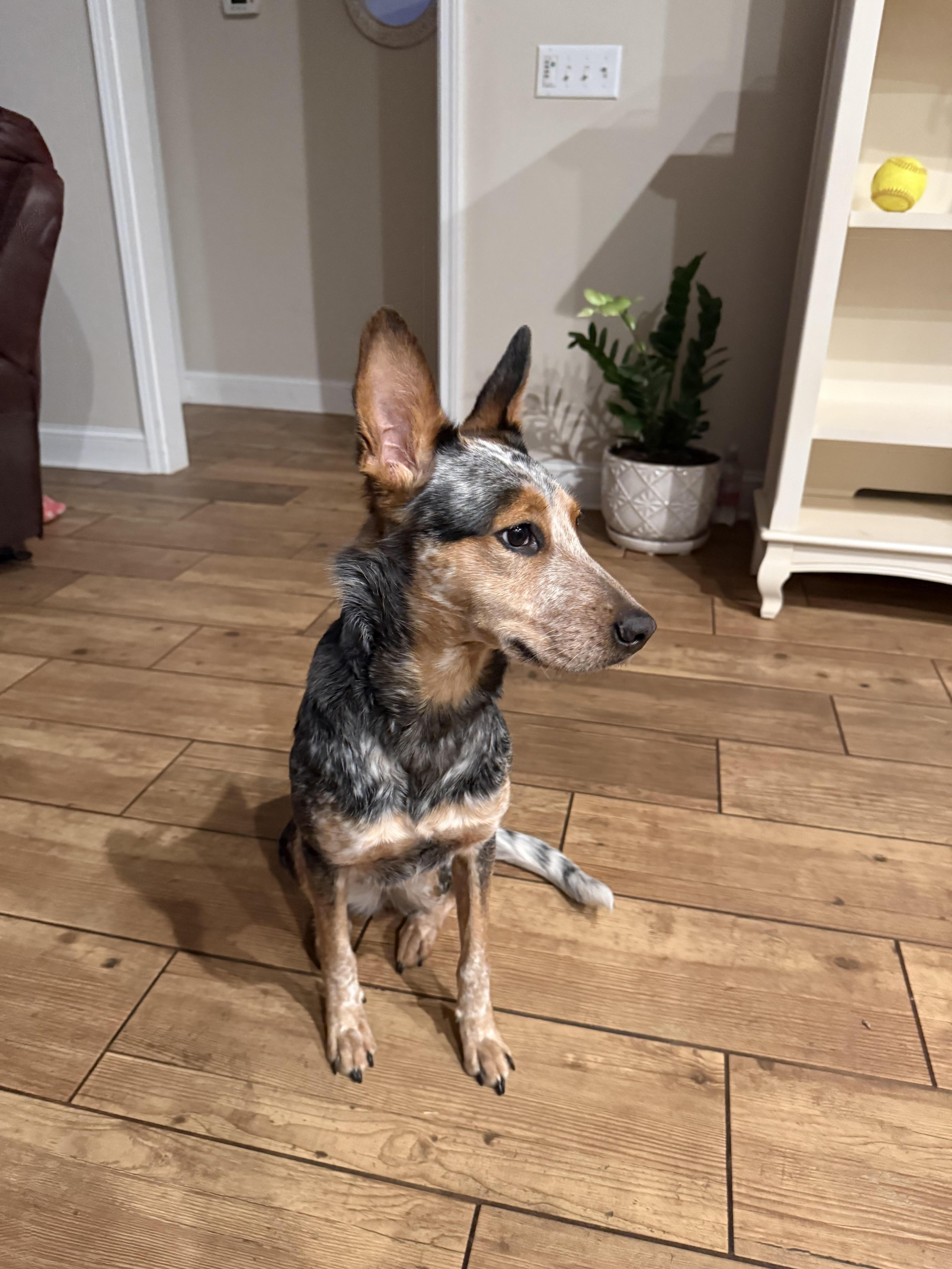 Oakley, a Adoptable Australian Cattle Dog / Blue Heeler in Bradenton, FL image 3/5