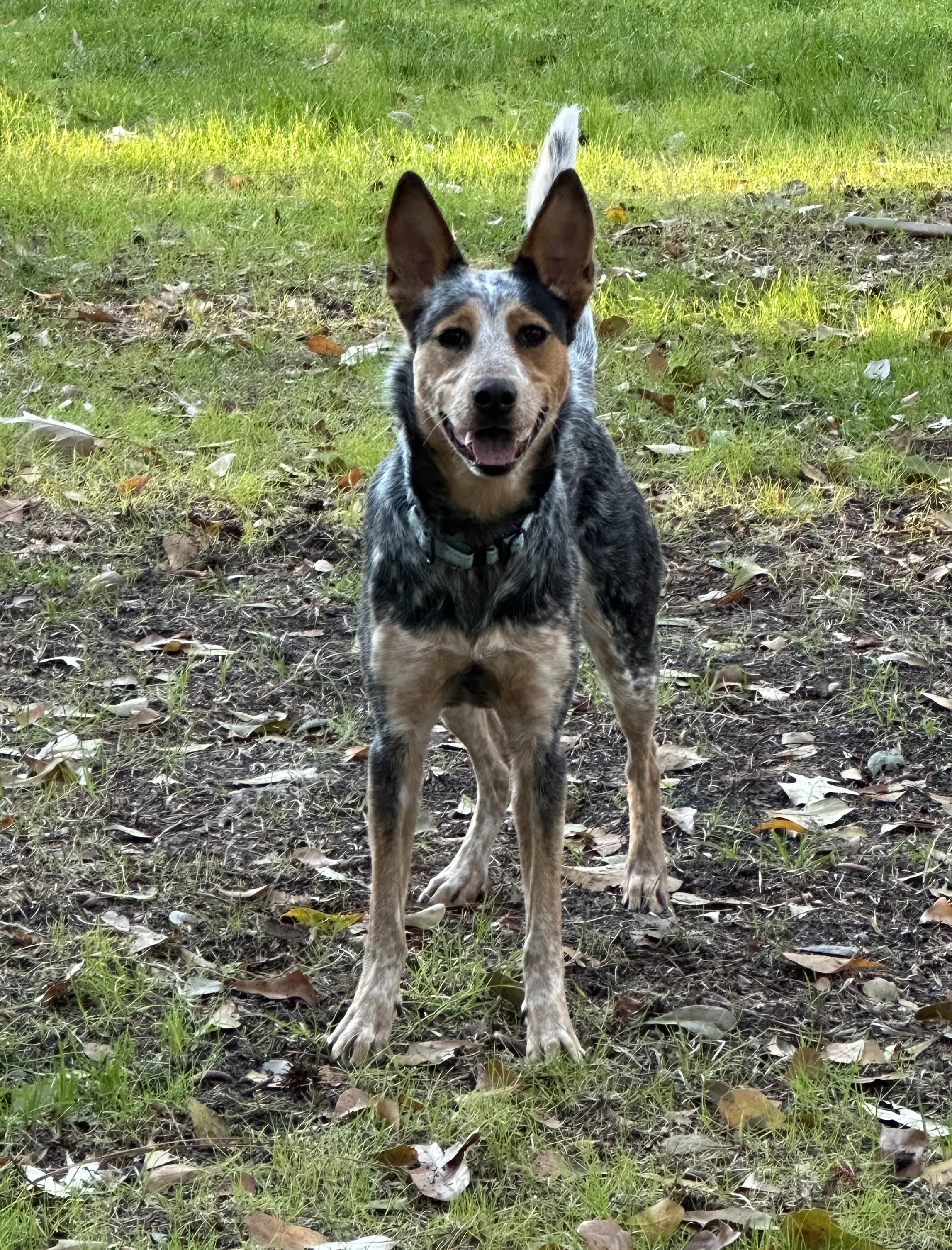 Oakley, a Adoptable Australian Cattle Dog / Blue Heeler in Bradenton, FL image 4/5