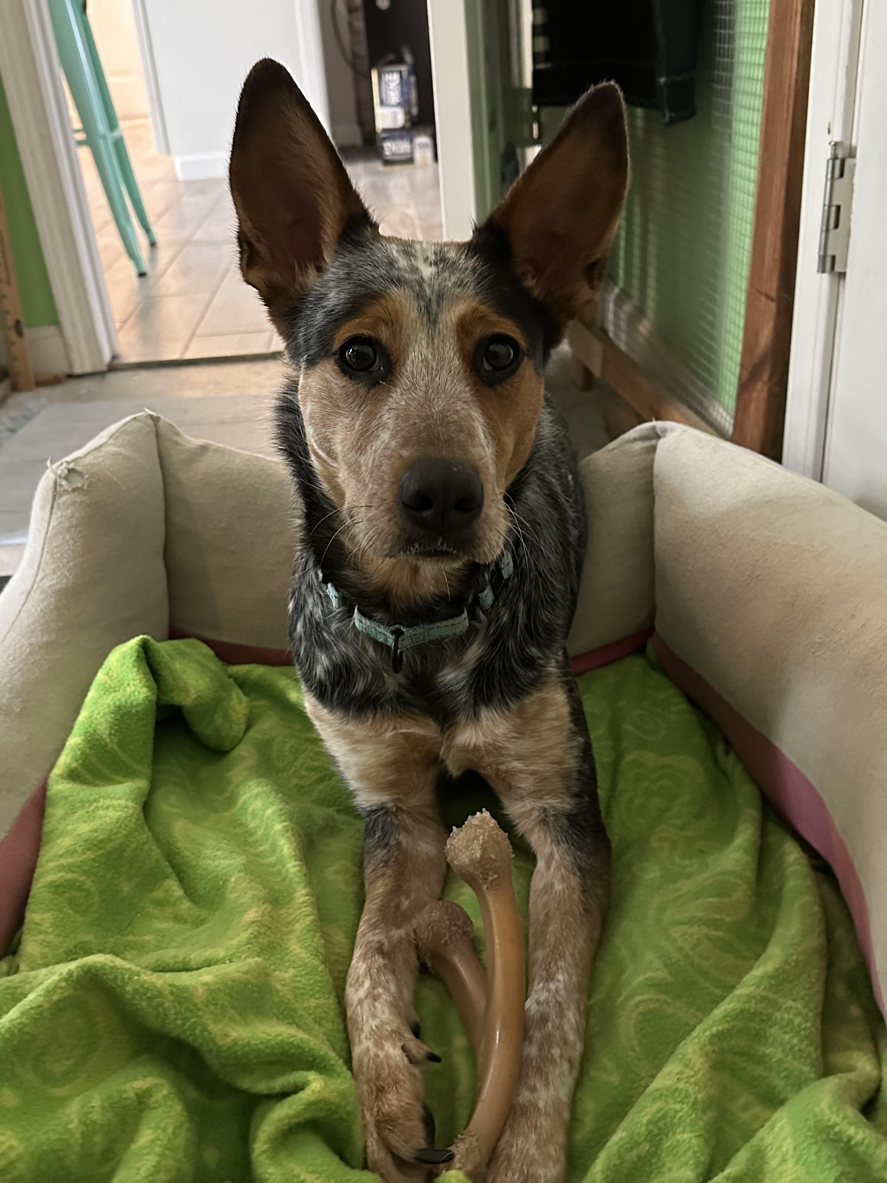 Oakley, a Adoptable Australian Cattle Dog / Blue Heeler in Bradenton, FL image 5/5