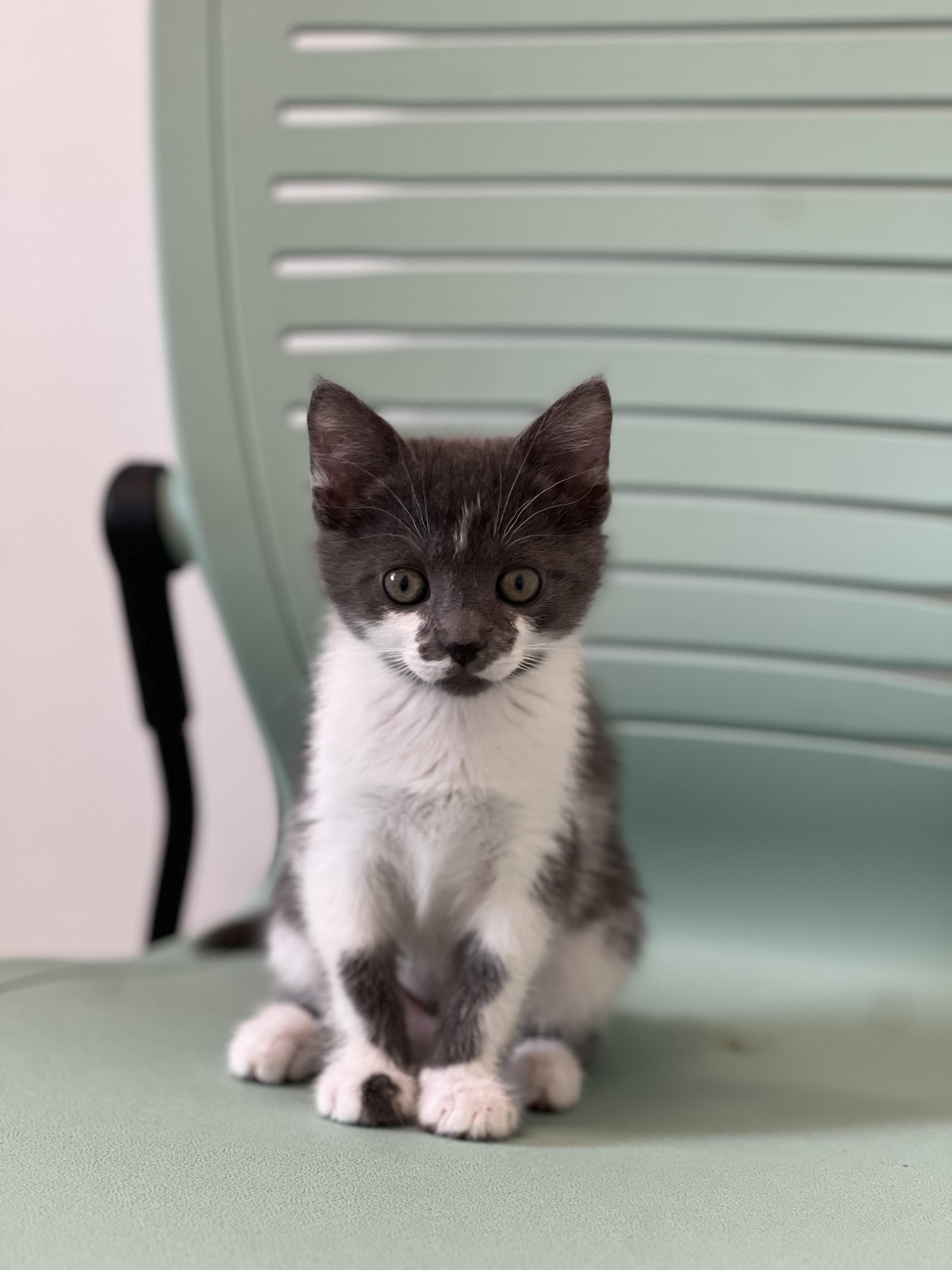 Maraschino, ADOPTABLE, Kitten Female Domestic Short Hair.